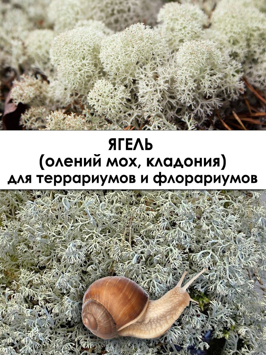 Мох серый белый