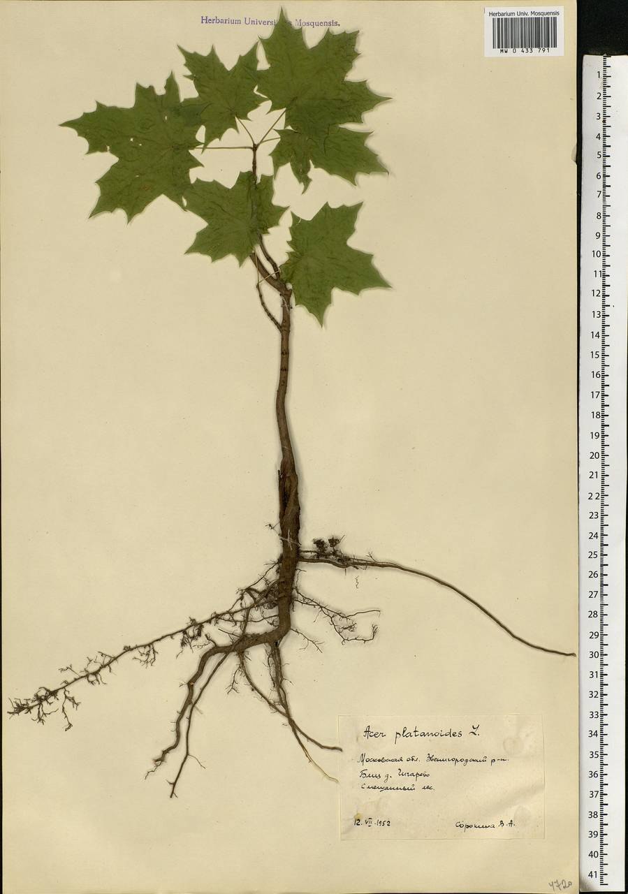 Хвойная клумба с можжевельником схема
