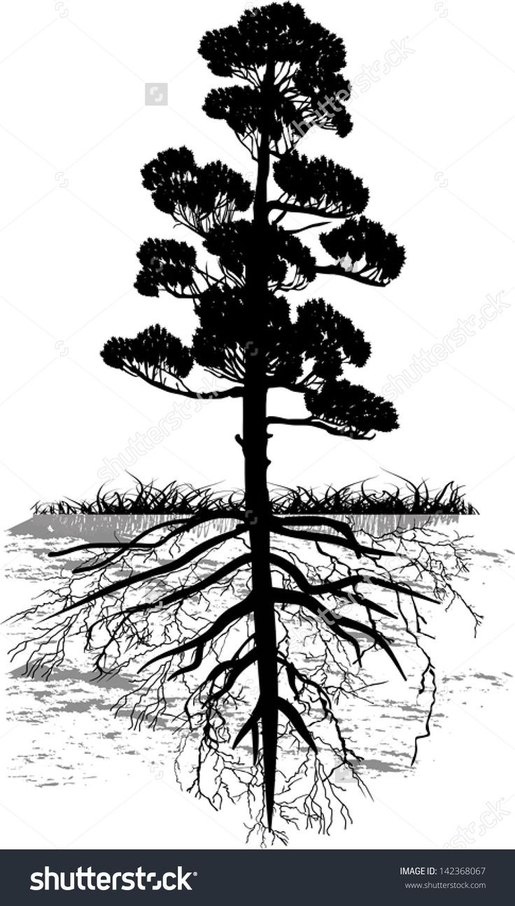 Строение побега сосны обыкновенной