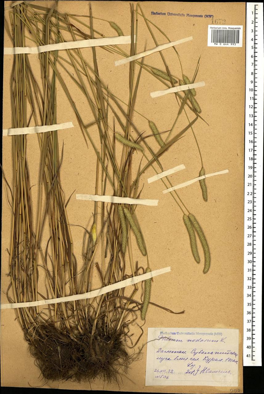Phleum phleoides Тимофеевка Степная