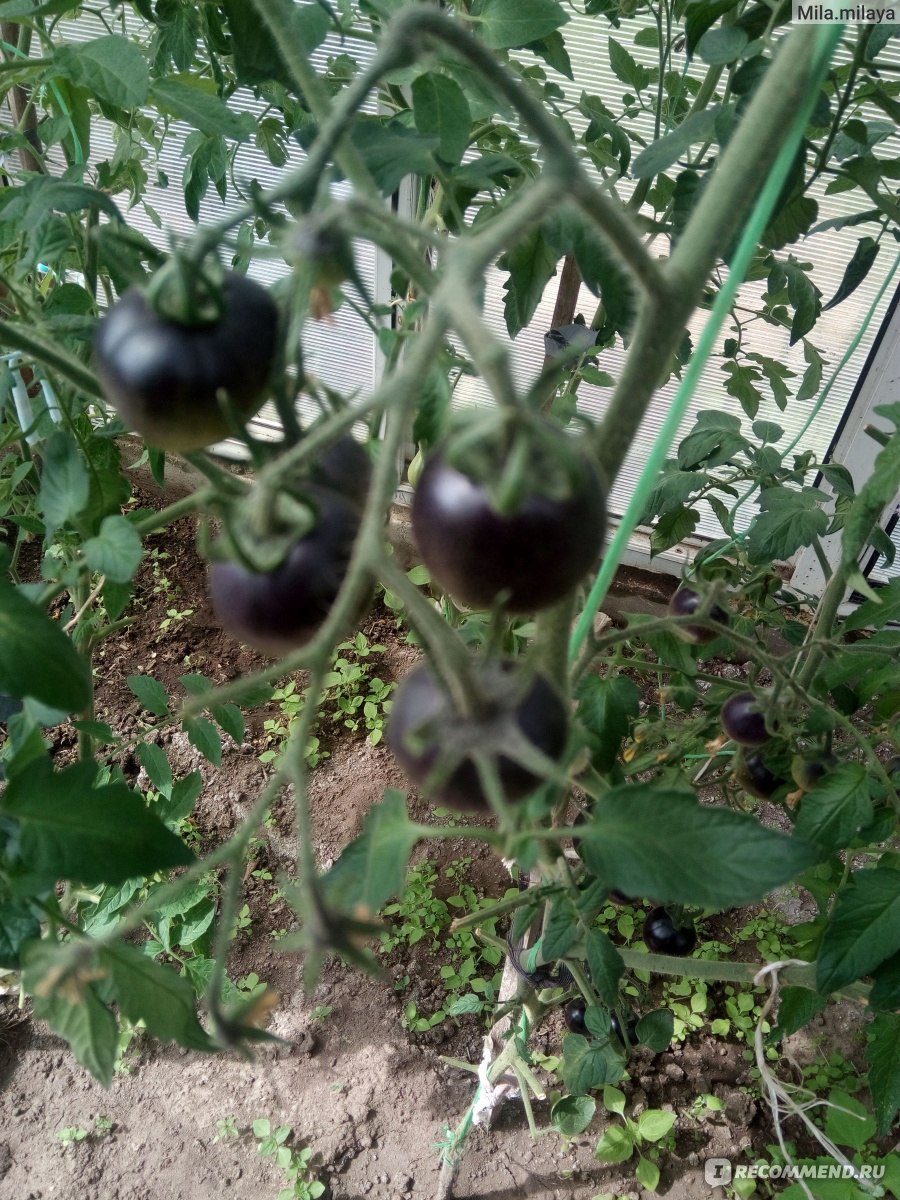 Томат черный жемчуг