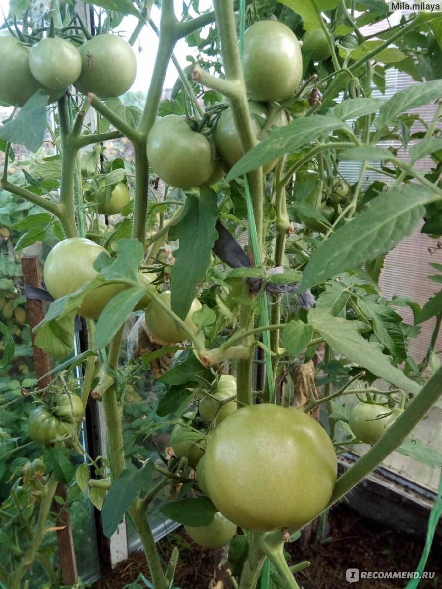 Томат чёрная Жемчужина от СЕДЕК