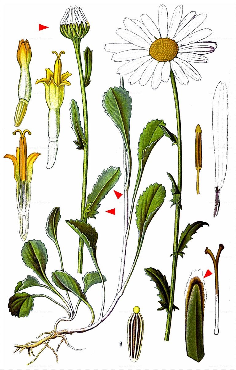 Ромашка лекарственная тип жилкования