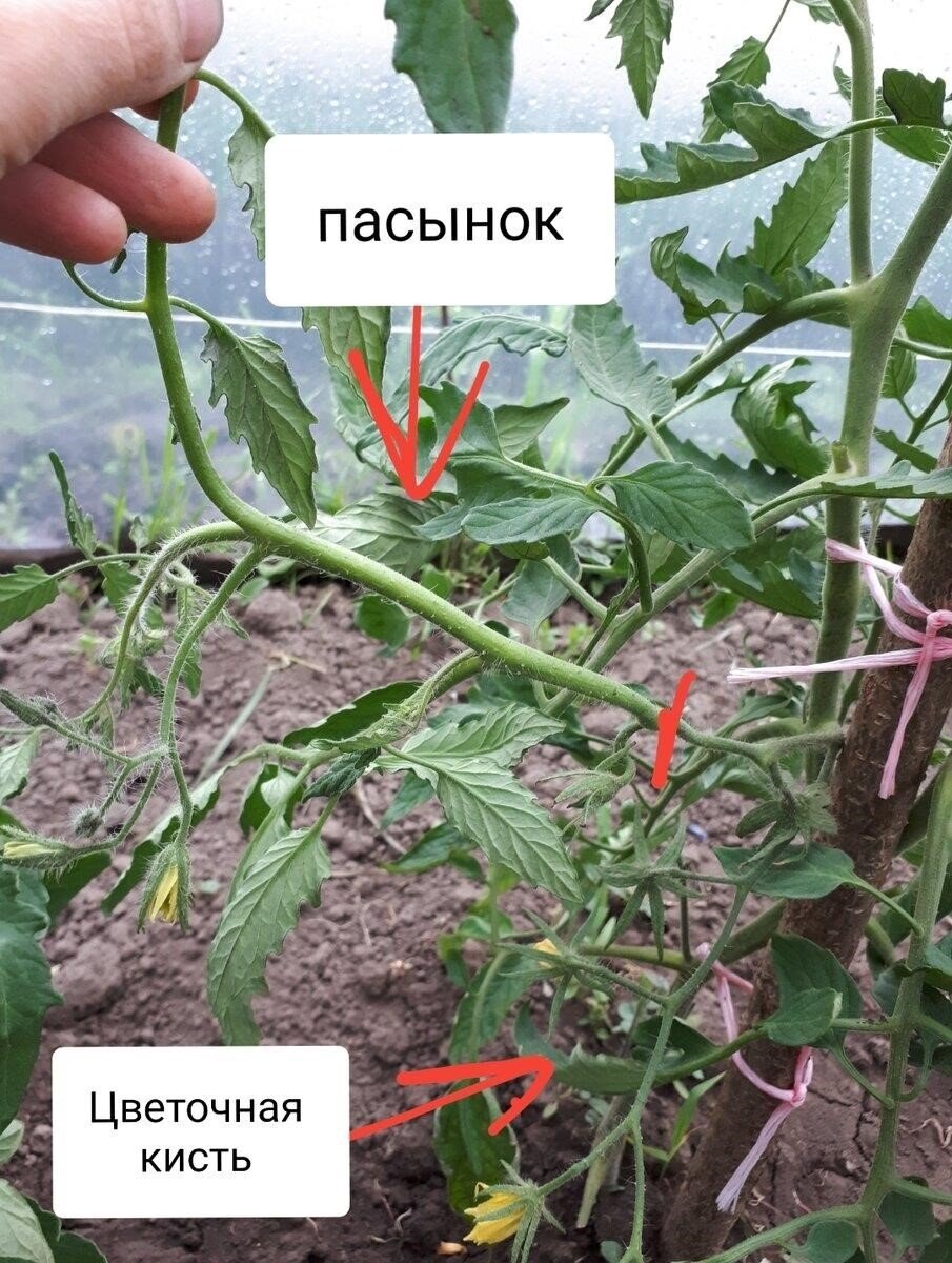 Загнивание плодов