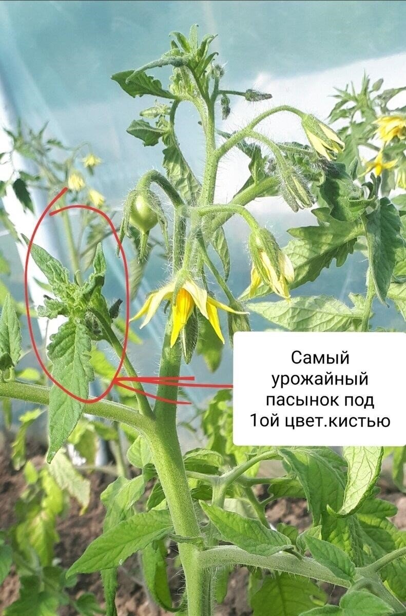 Образование завязей томаты