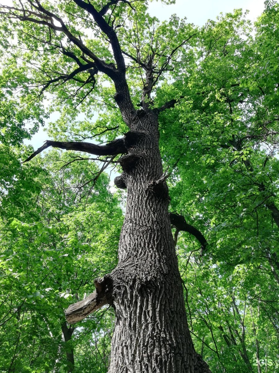 Дуб памятник природы в Чувашии