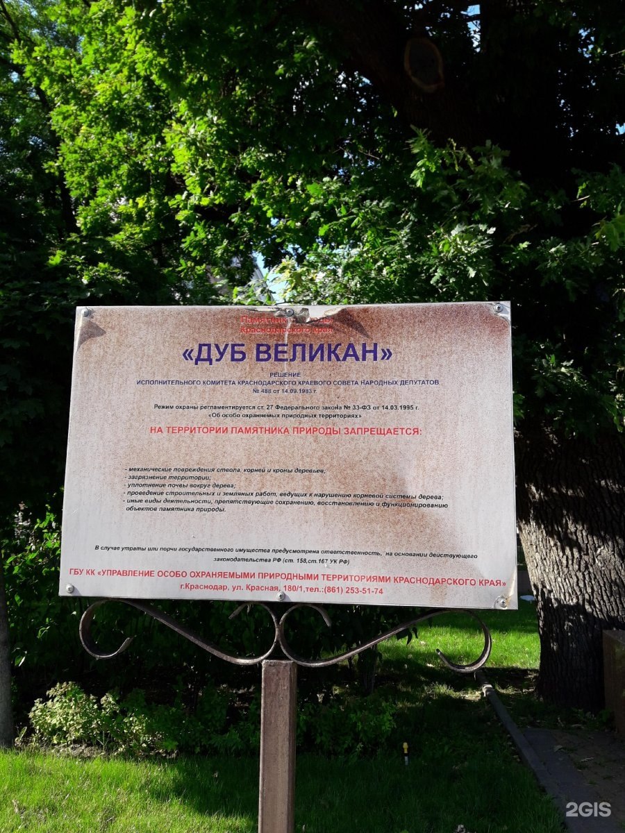 Самое старое дерево Краснодара