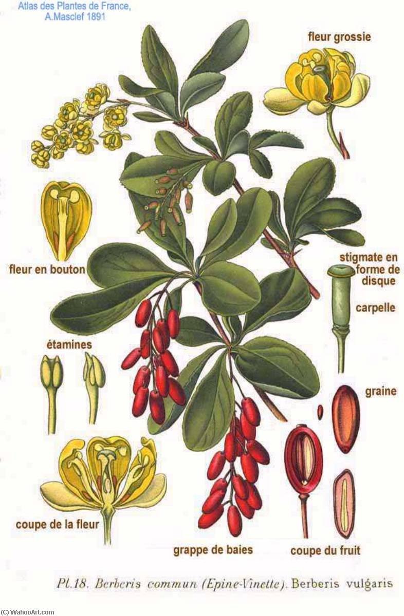 Барбарис Амурский Berberis amurensis