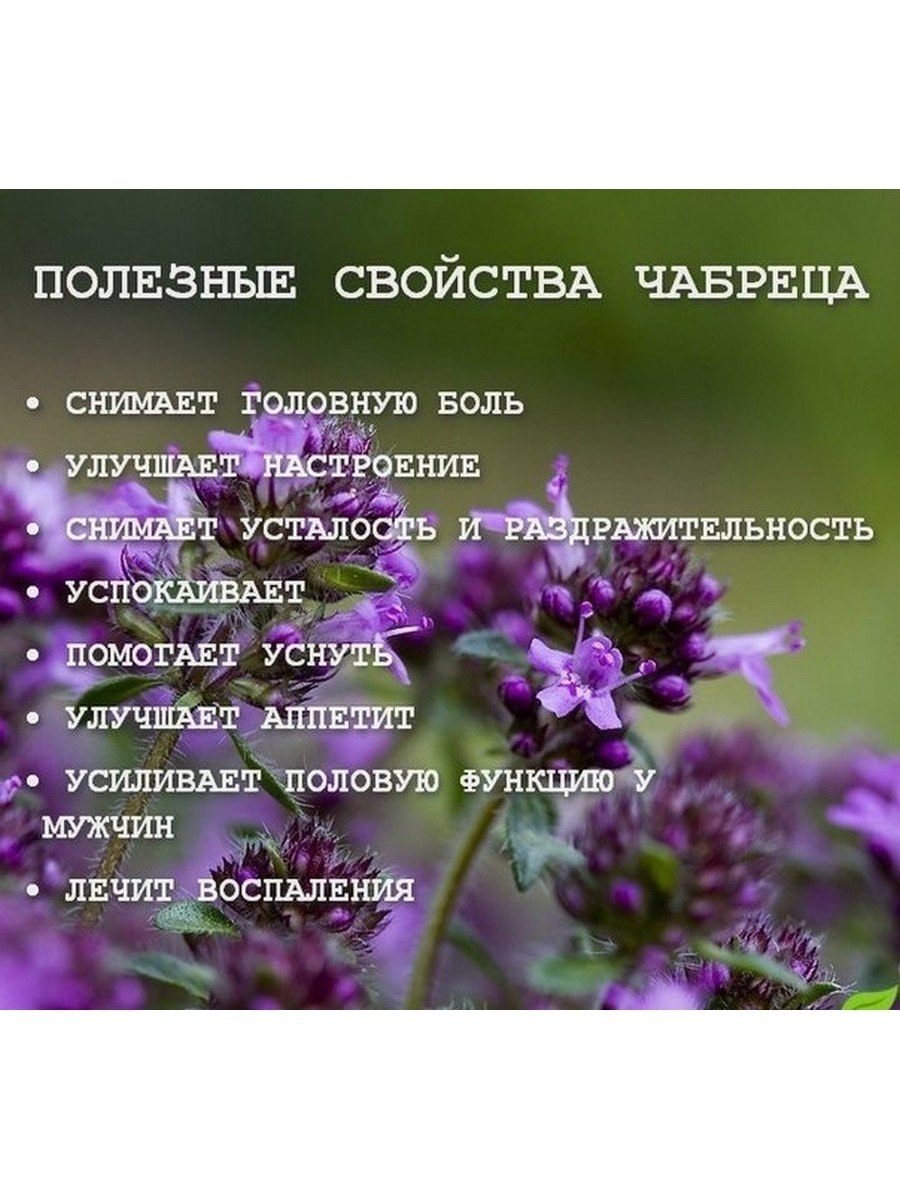 Каланхоэ, бегония, герань, Жасмин