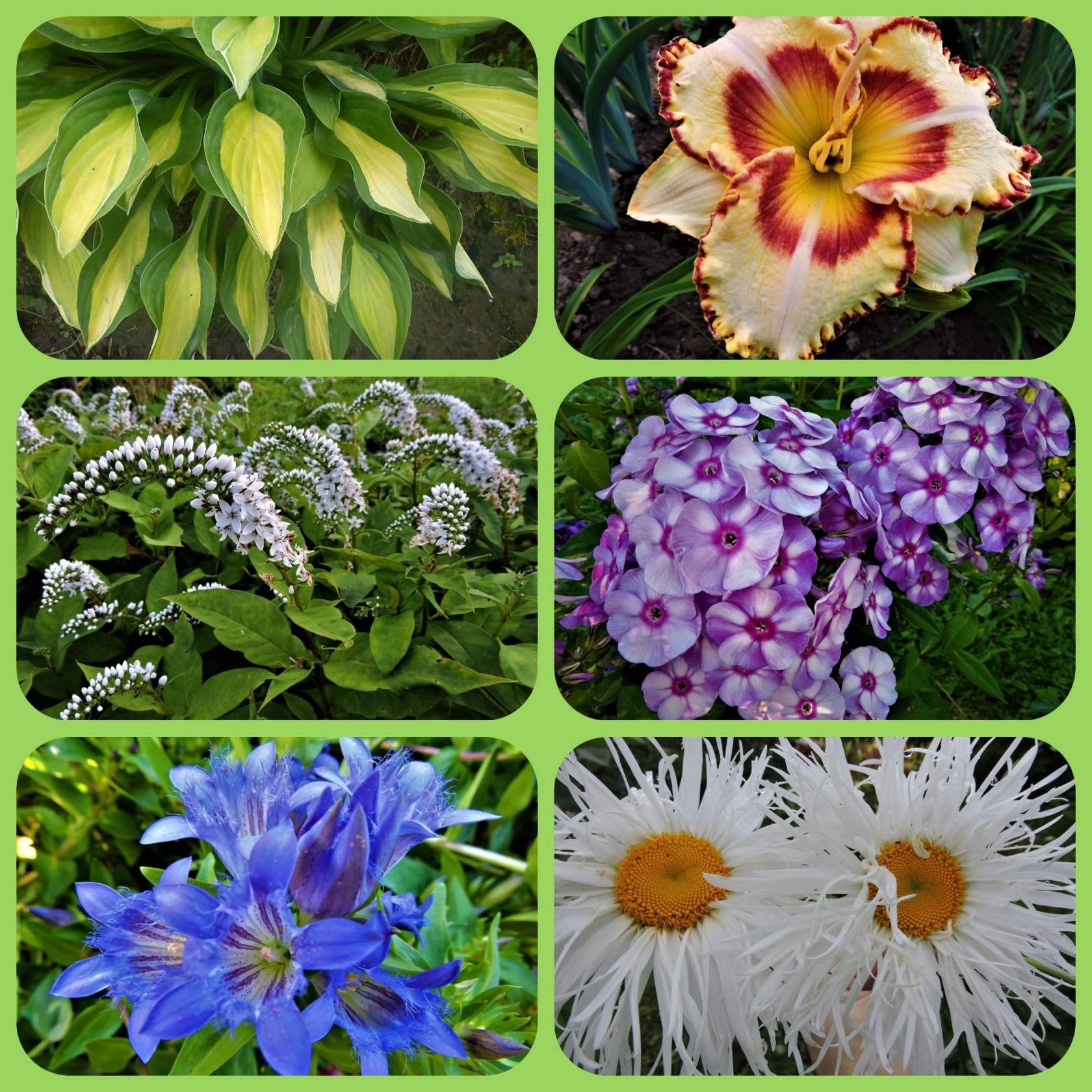 Цветы почтой наложенным. Многолетние растения. Цветы садовые многолетние. Семена цветов для сада. Семена цветов многолетников.