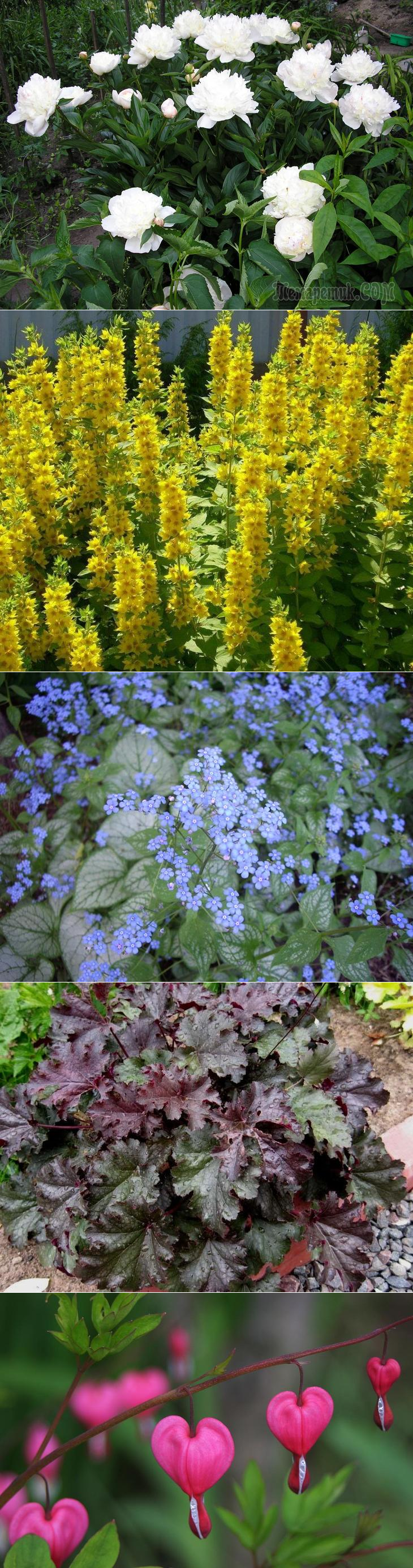 Многолетние цветы для дачи по алфавиту