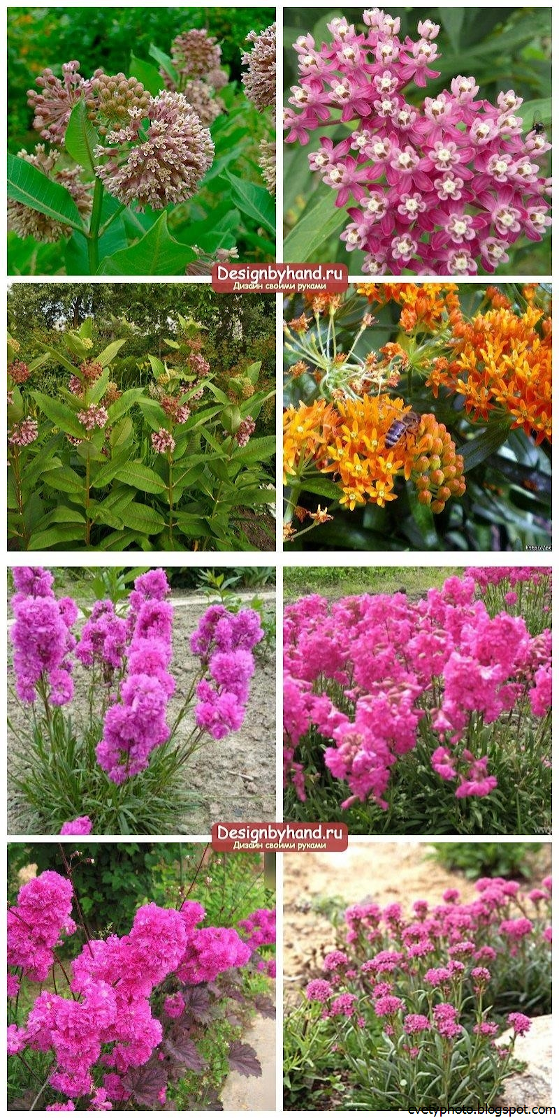 Наперстянка Эксельсиор смесь