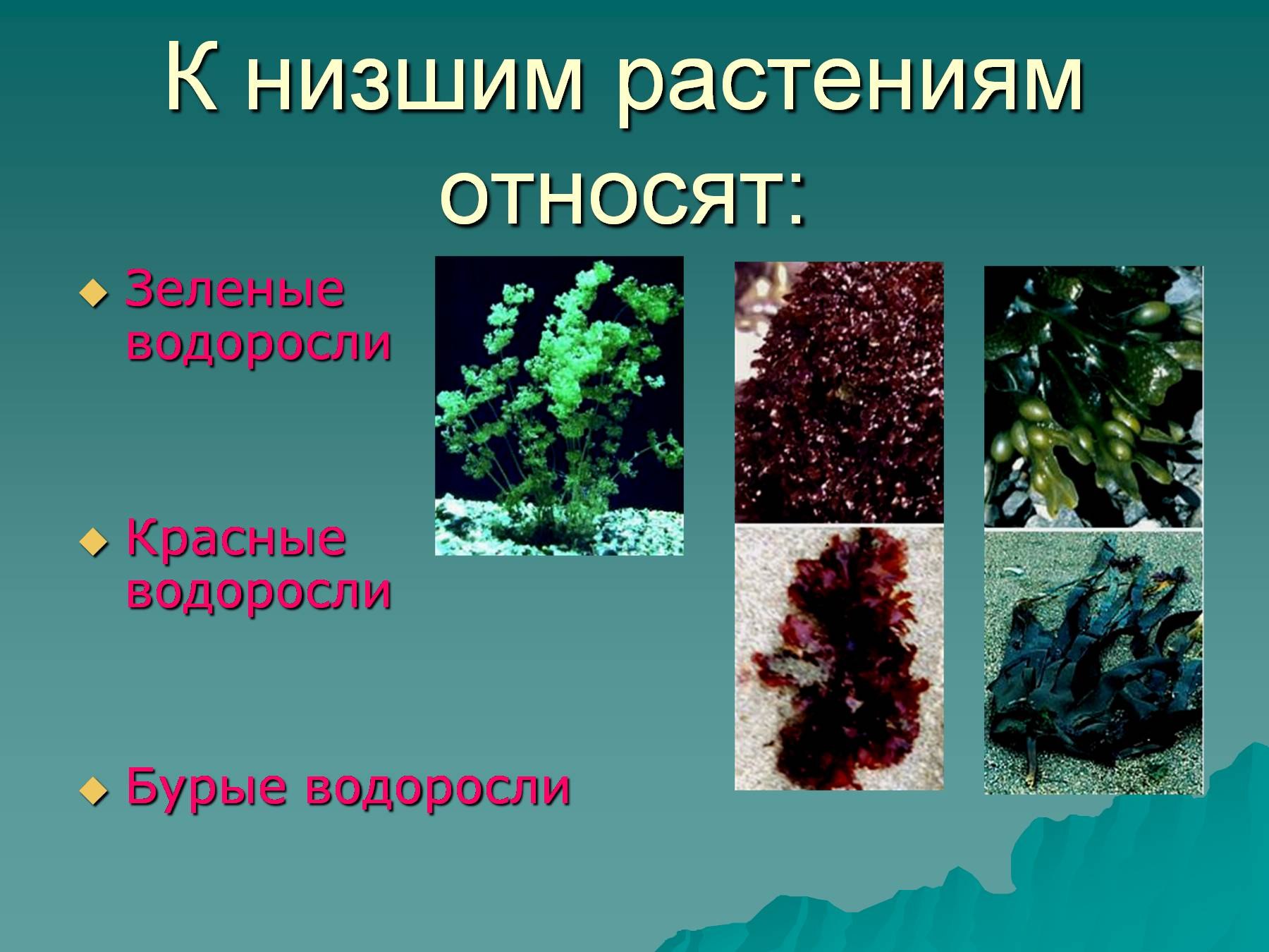 Известно что водоросли относятся к низшим растениям. Низшие растения. Растения которые относятся к низшим. Низкие растения. Название низших растений.