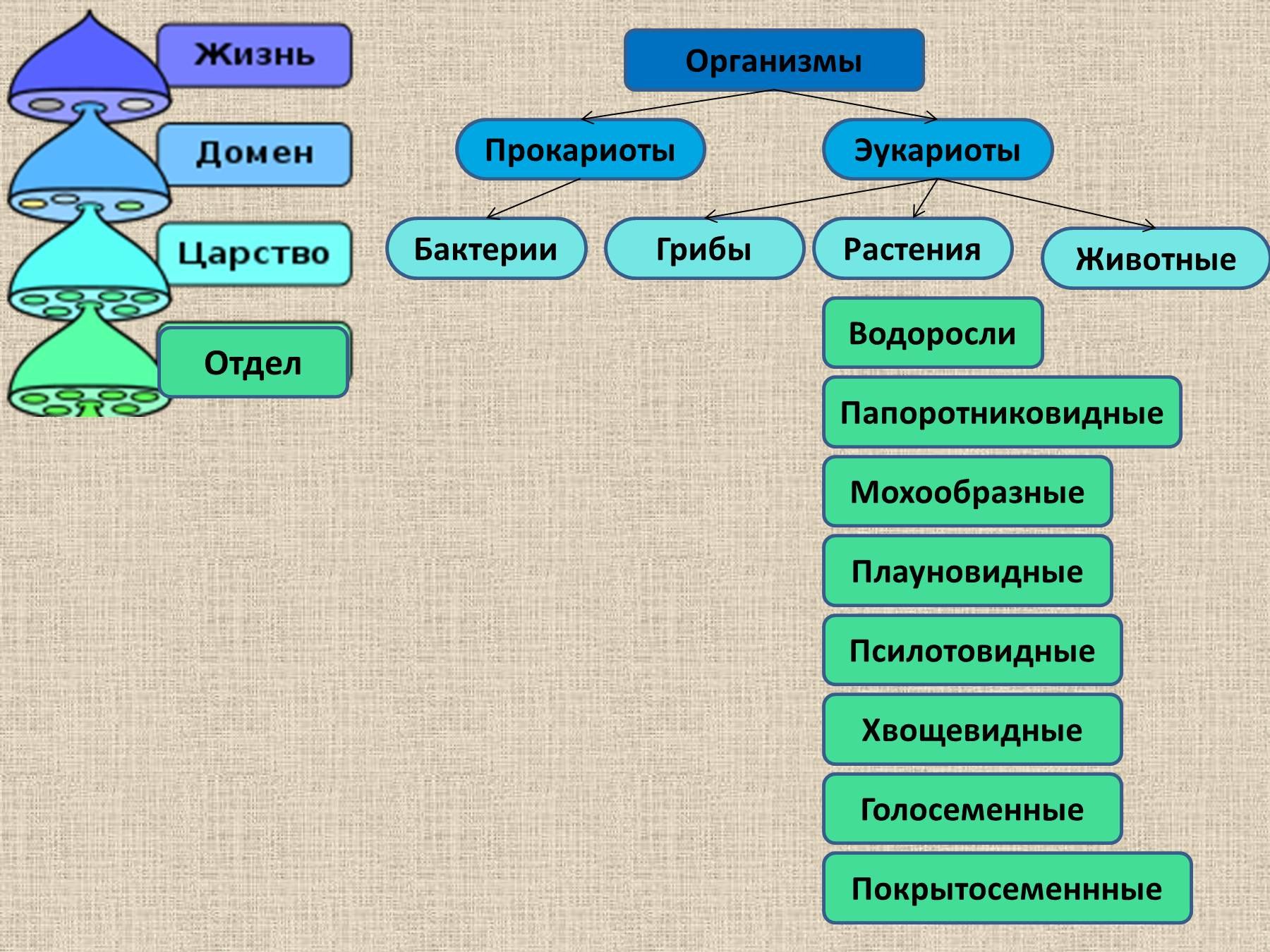 Классификация растений