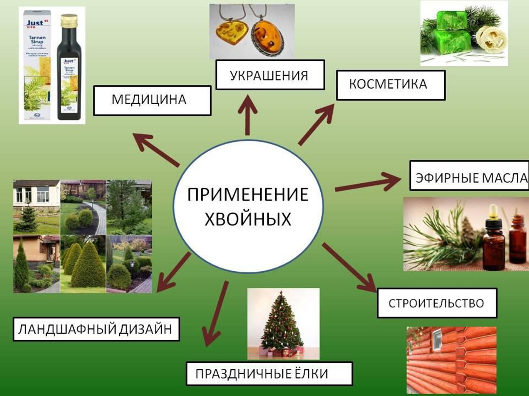 Схема значение голосеменных растений