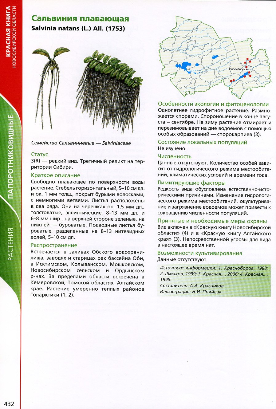Водный папоротник Сальвиния