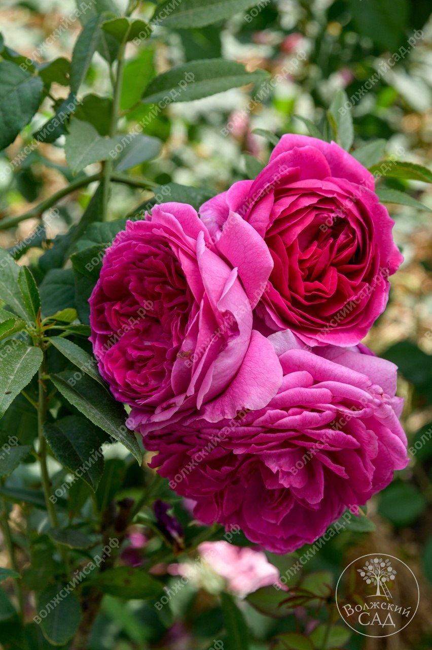 Роза амнестик