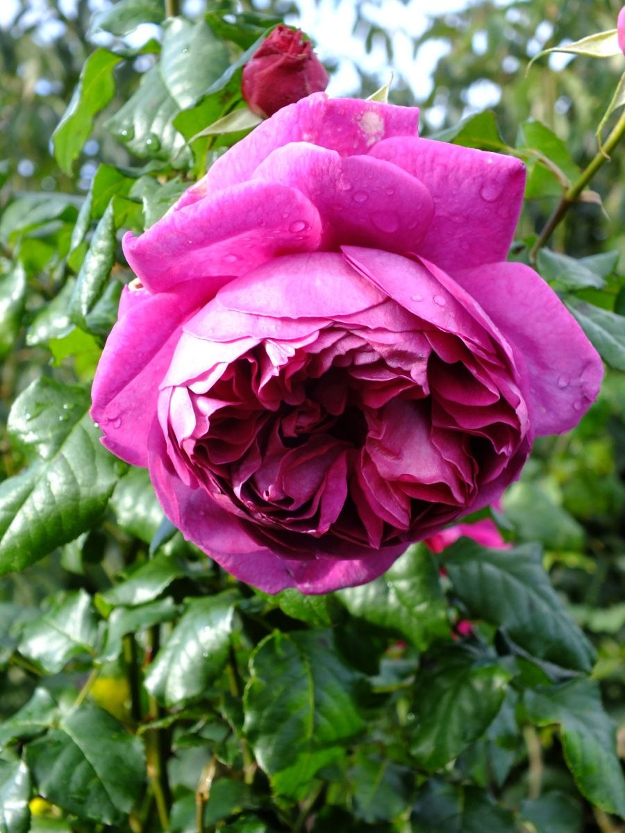 Шраб перпл Лодж