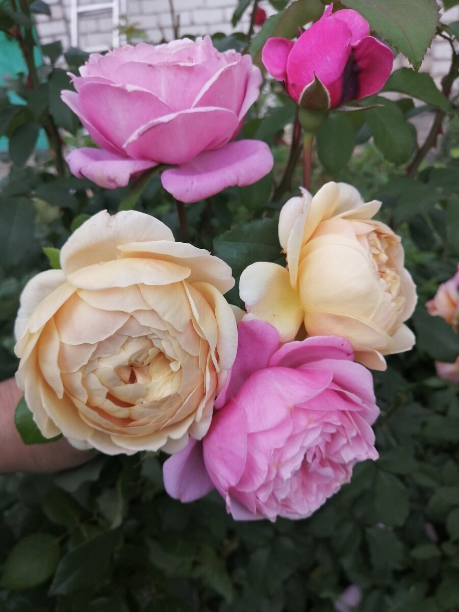 Роза янг люсидас