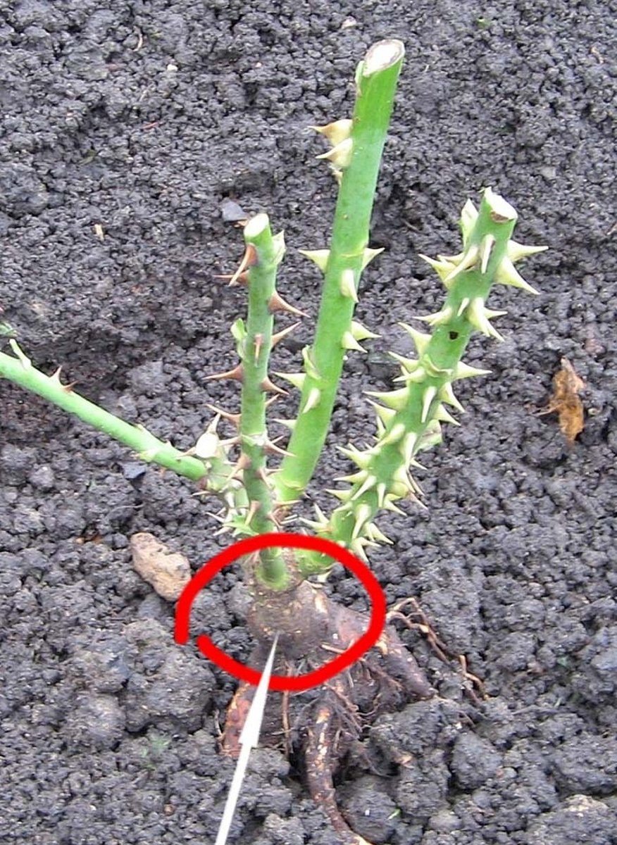 Прививка винограда в расщеп