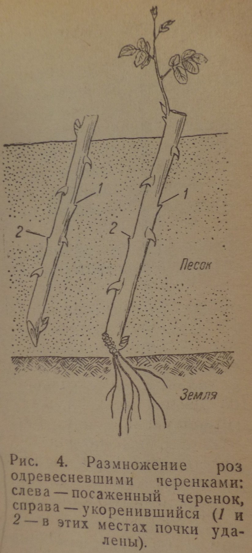 Как правильно посадить розу весной в открытый грунт