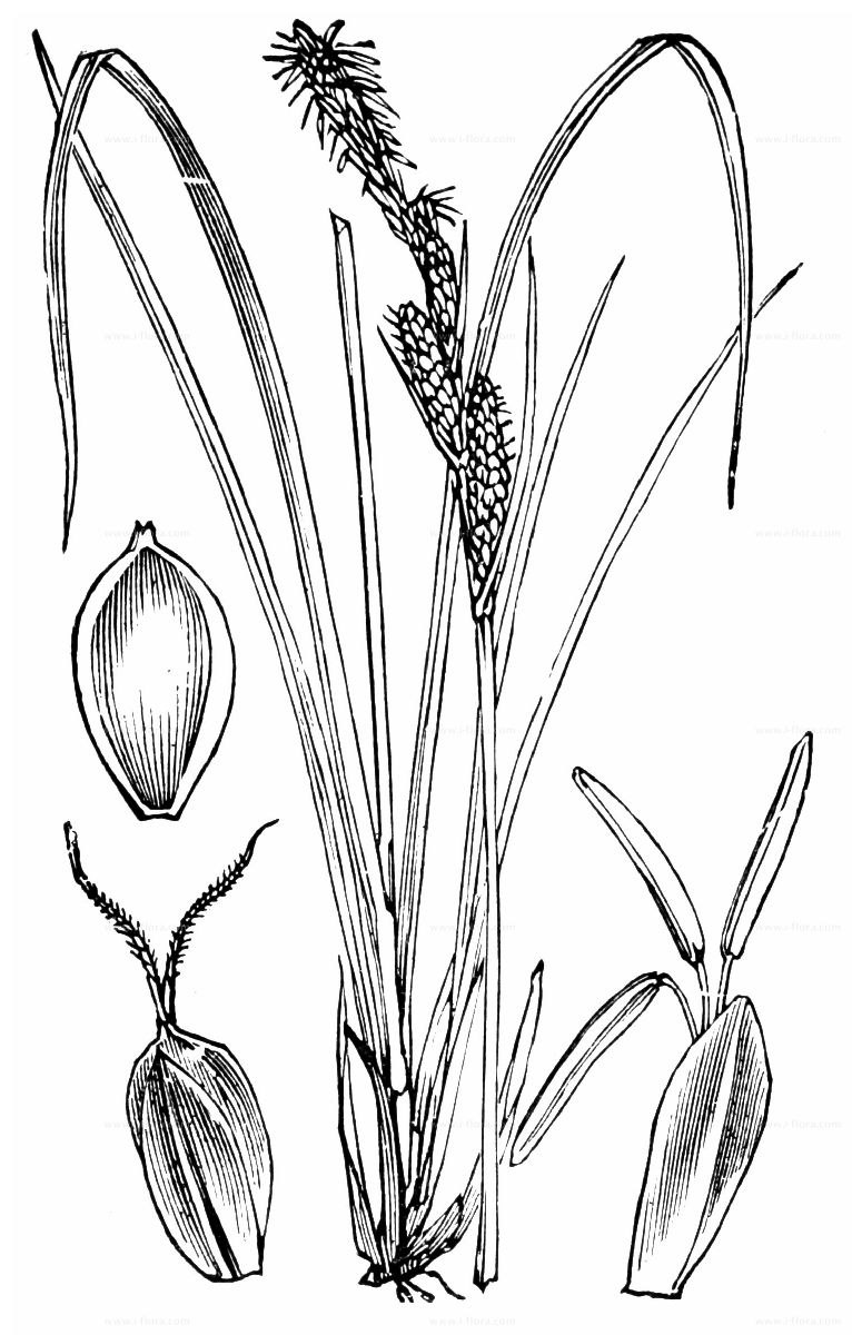 Осока болотолюбивая (Carex heleonastes