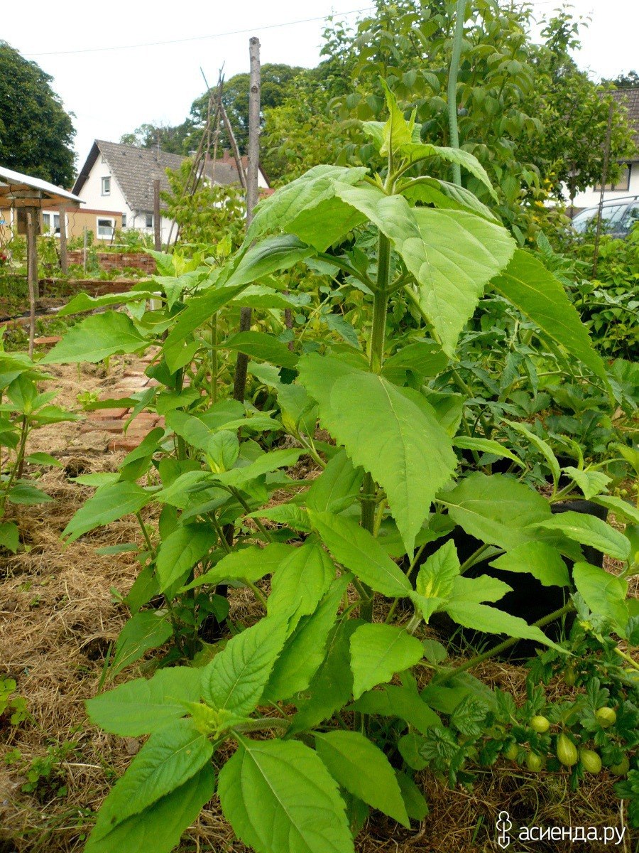 Cornus mas variegata