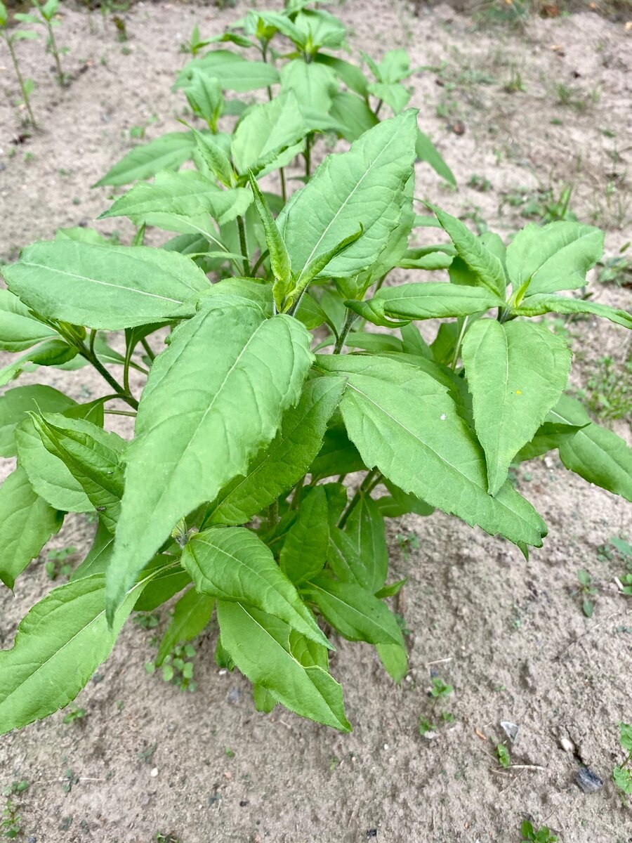 Топинамбур мощнейший подавитель сорняков