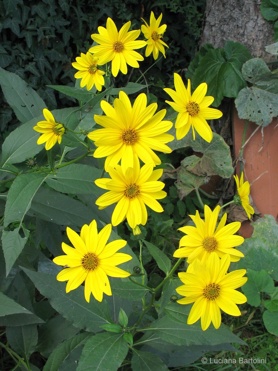 Топинамбур рассада