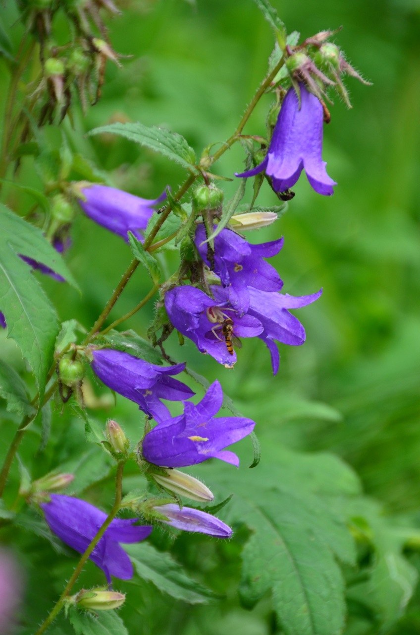 Бубенчик лилиелистный