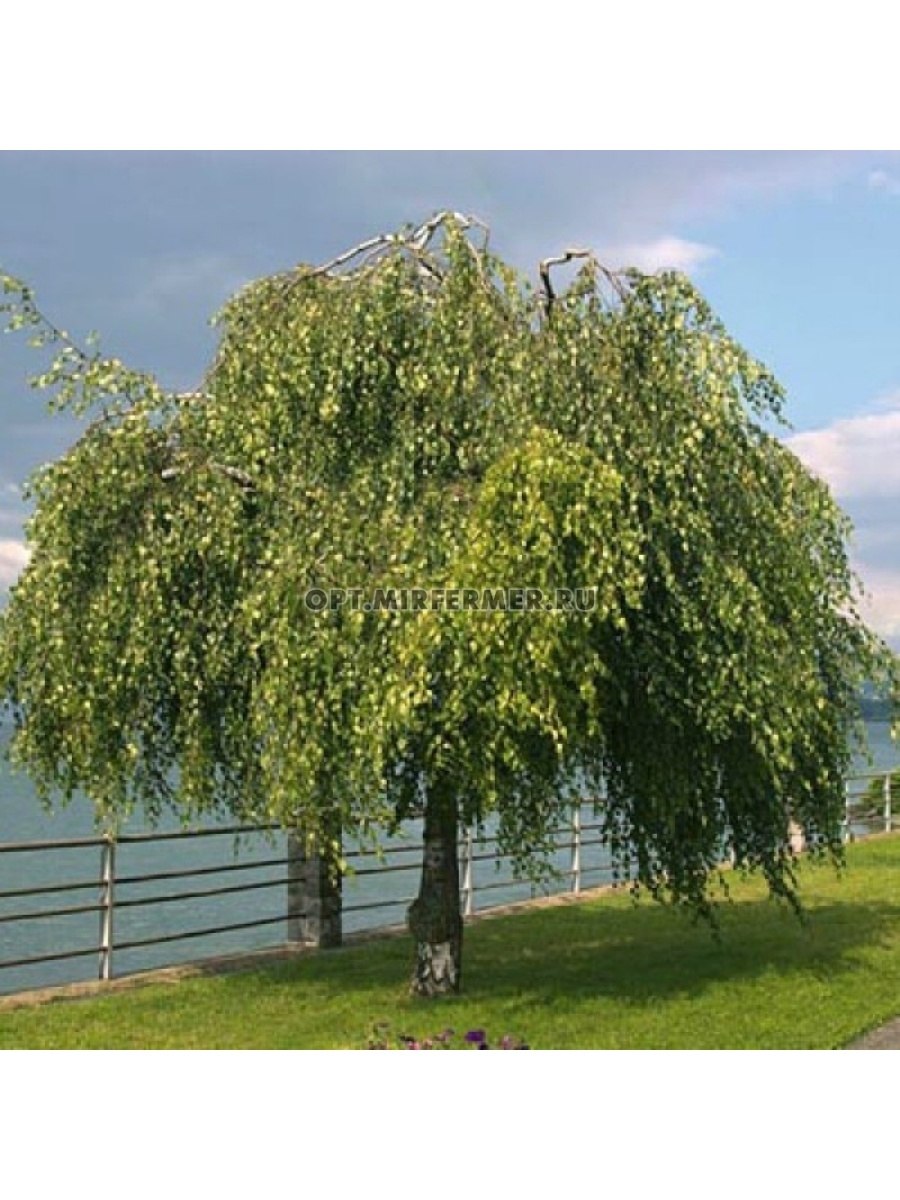 Ива Верба дерево