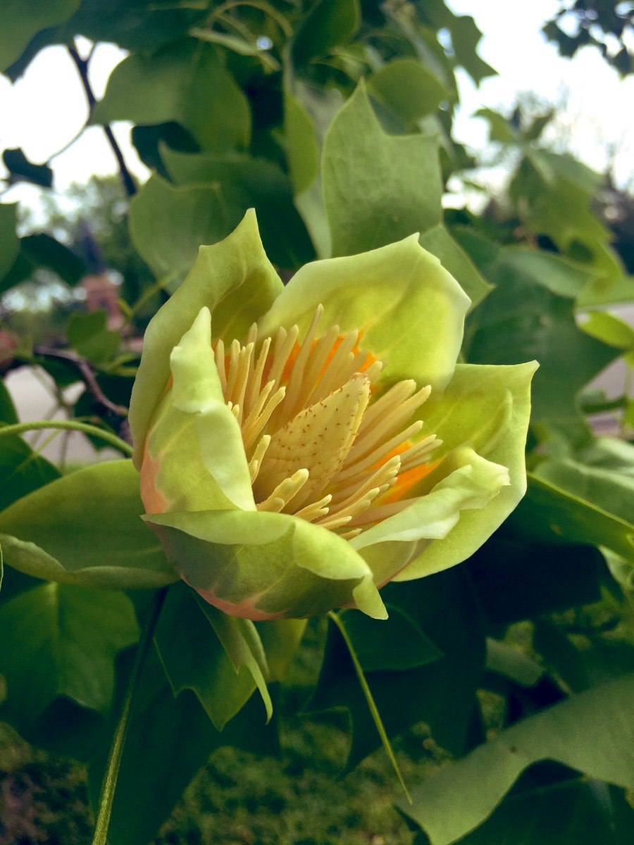 Лириодендрон Тюльпановый