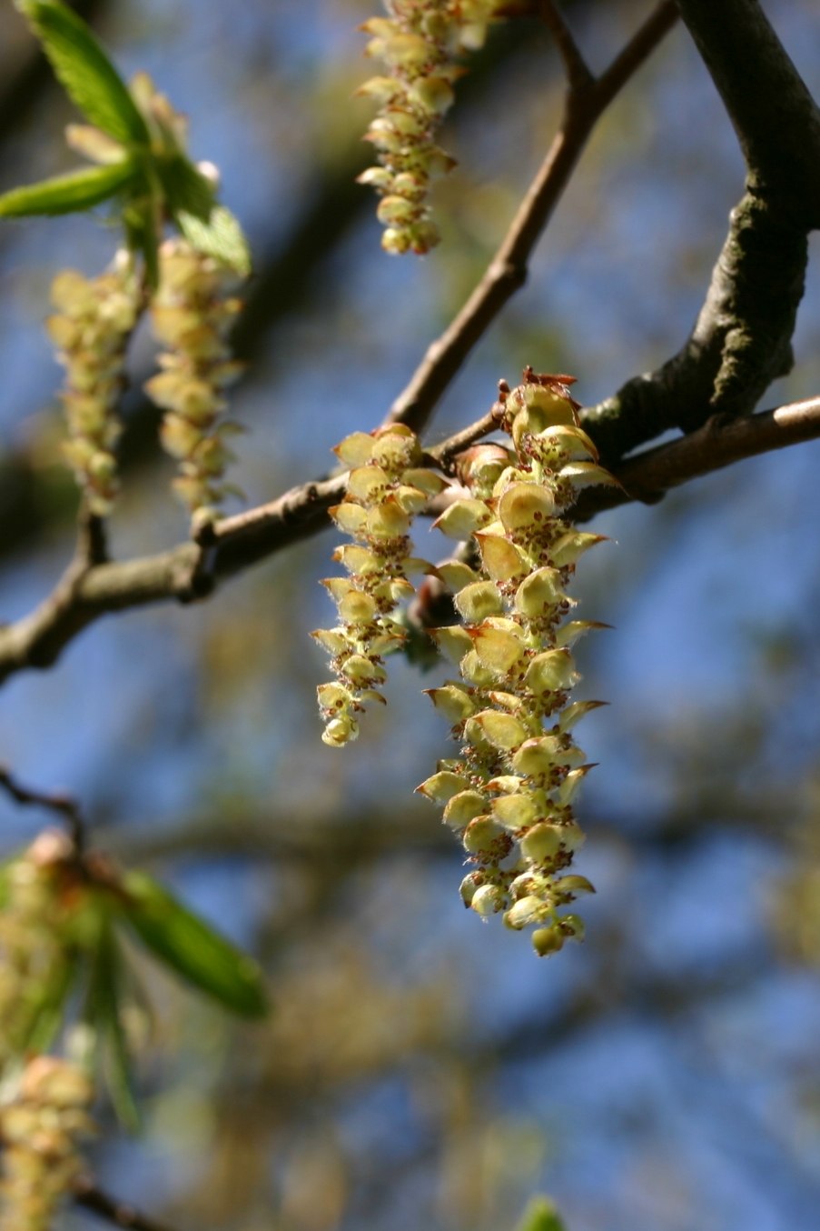 Carpinus betulus (граб обыкновенный) 'pendula