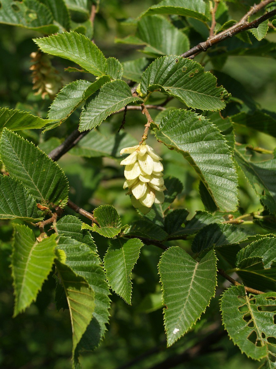 Вяз шершавый Ulmus glabra HUDS