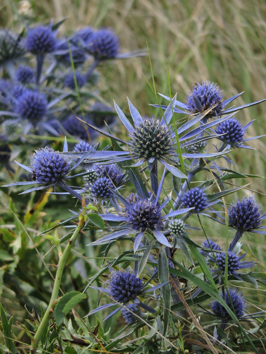 Синеголовник (Eryngium)