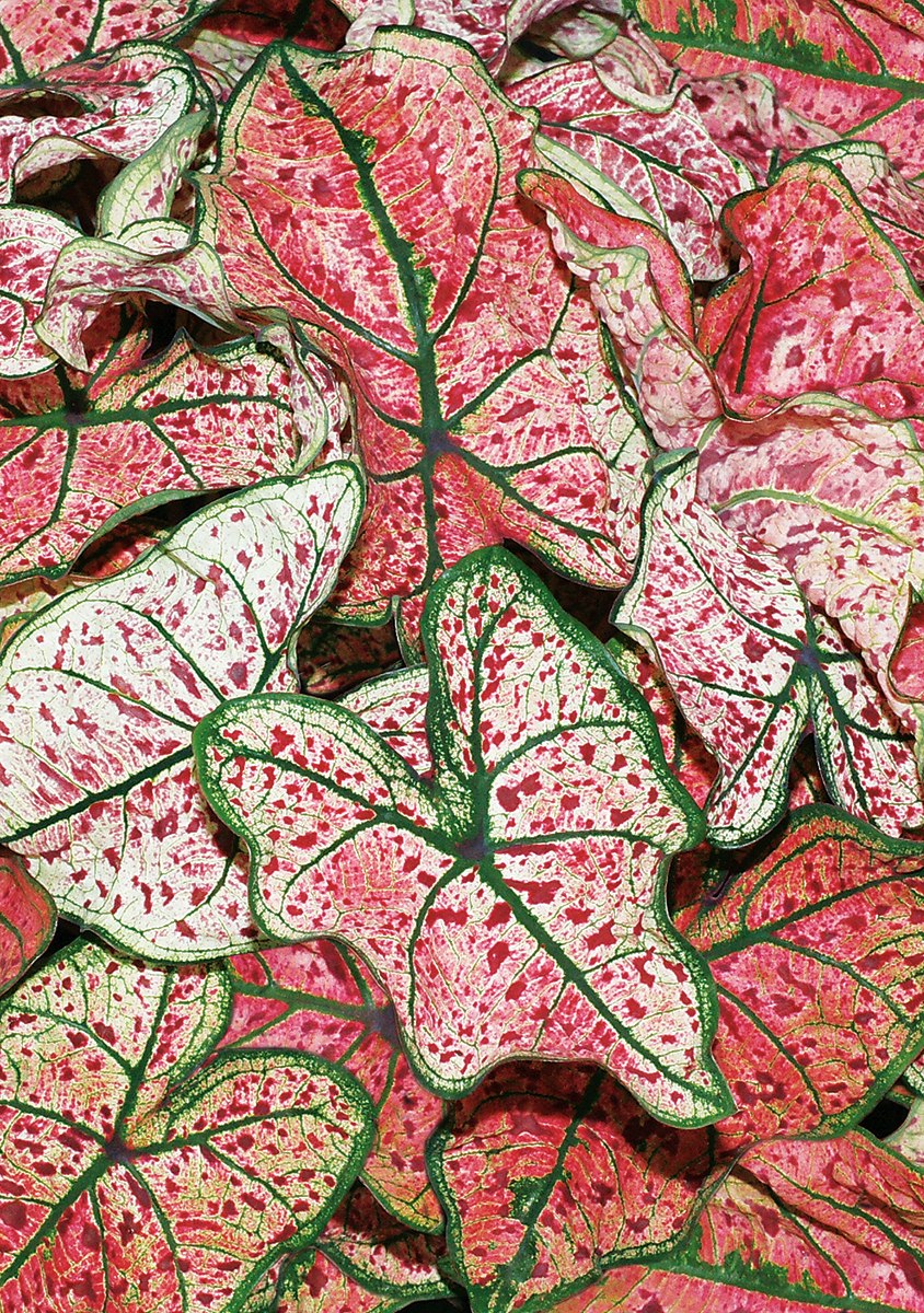 Каладиум Фиеста