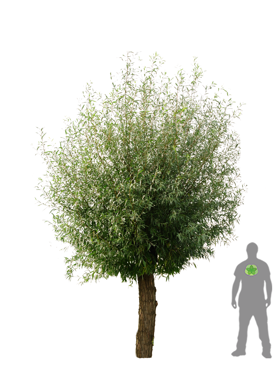 Ива белая латынь