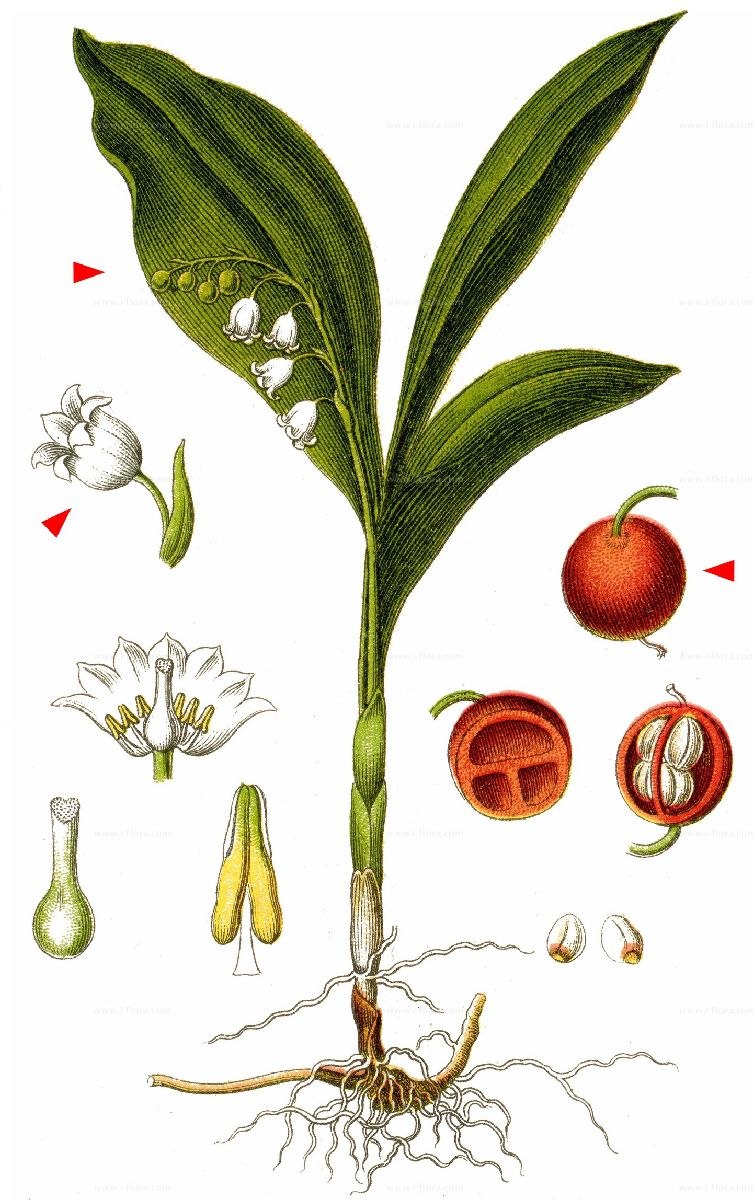 Раскраска семейство Лилейные