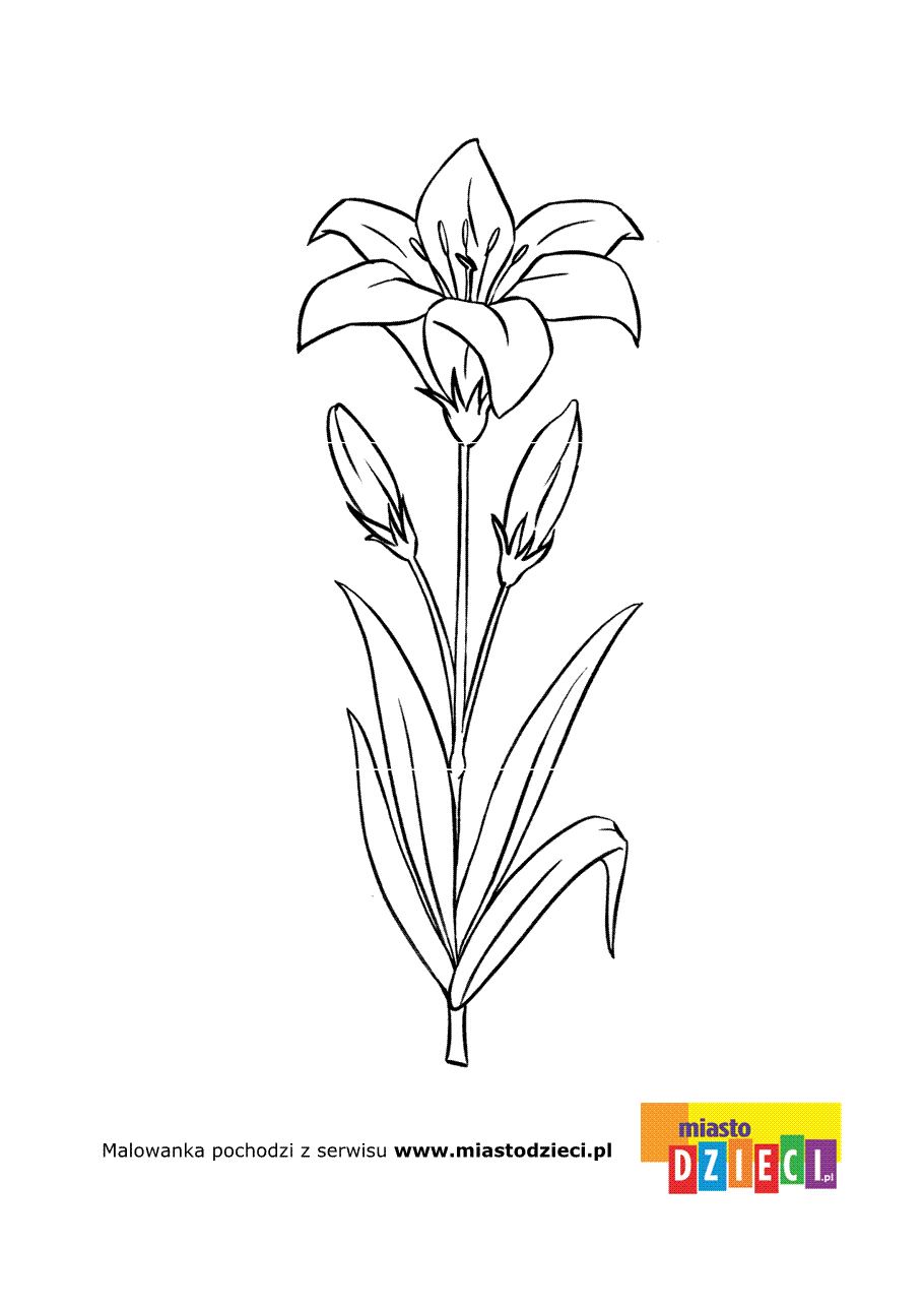 Отдел Покрытосеменные презентация