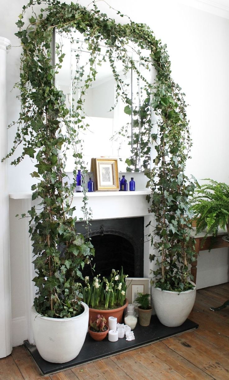 Эпипремнум и Филодендрон