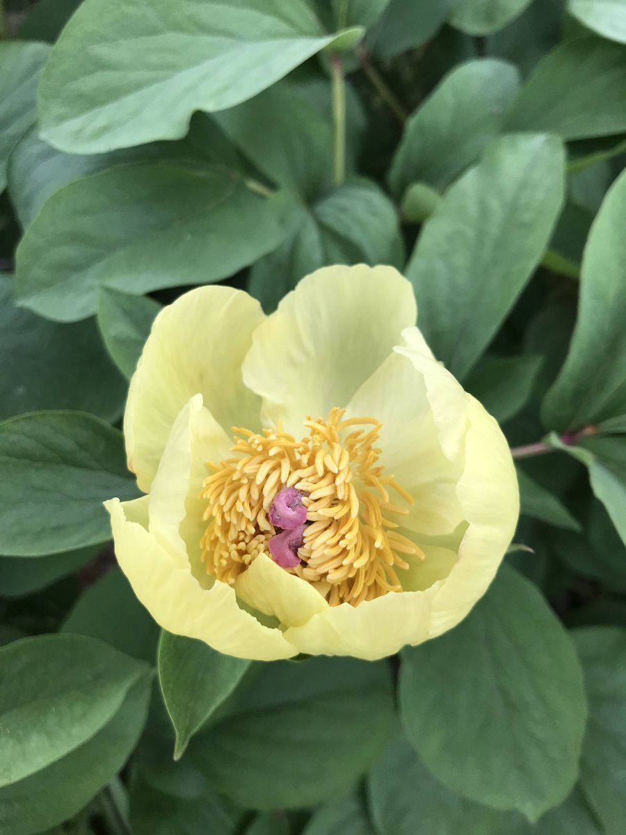 Paeonia daurica