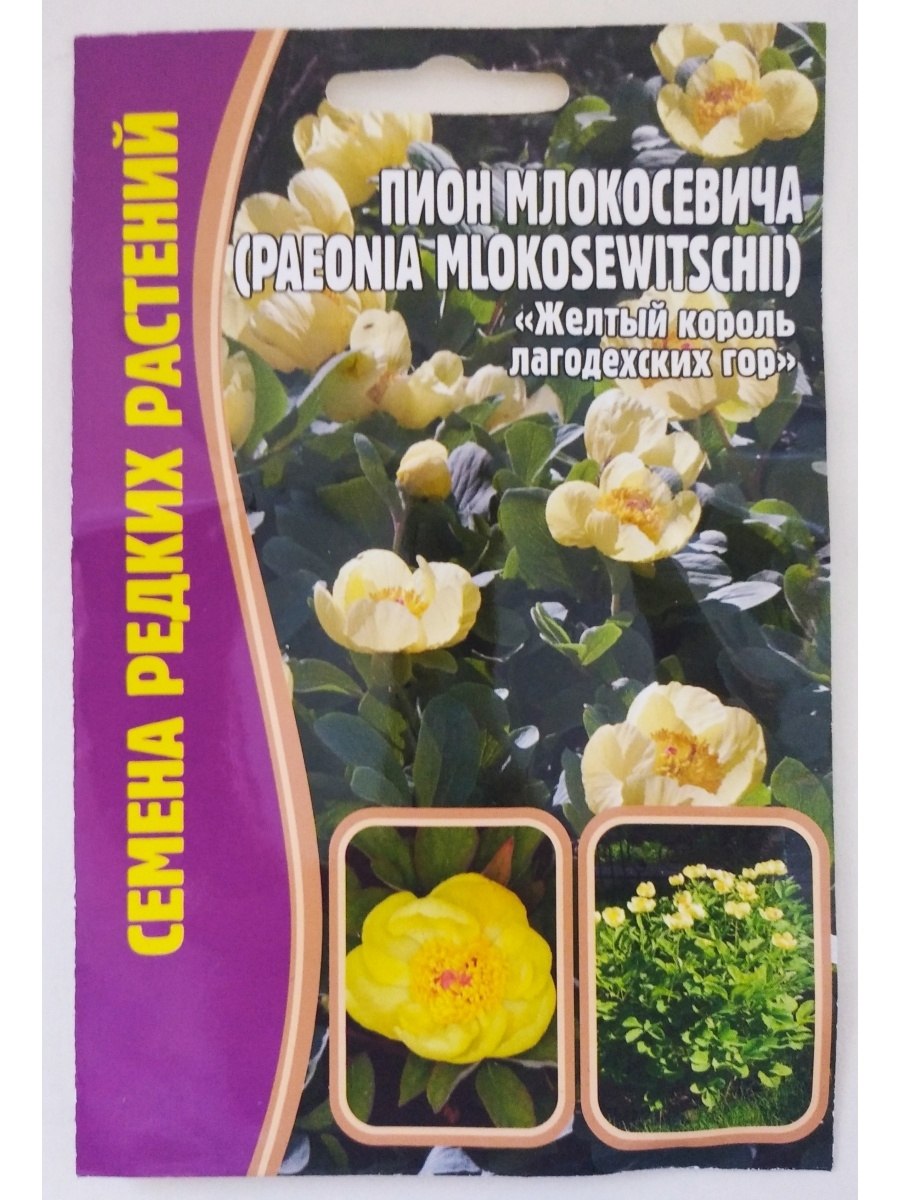Пион молочноцветковый Мистер Эд