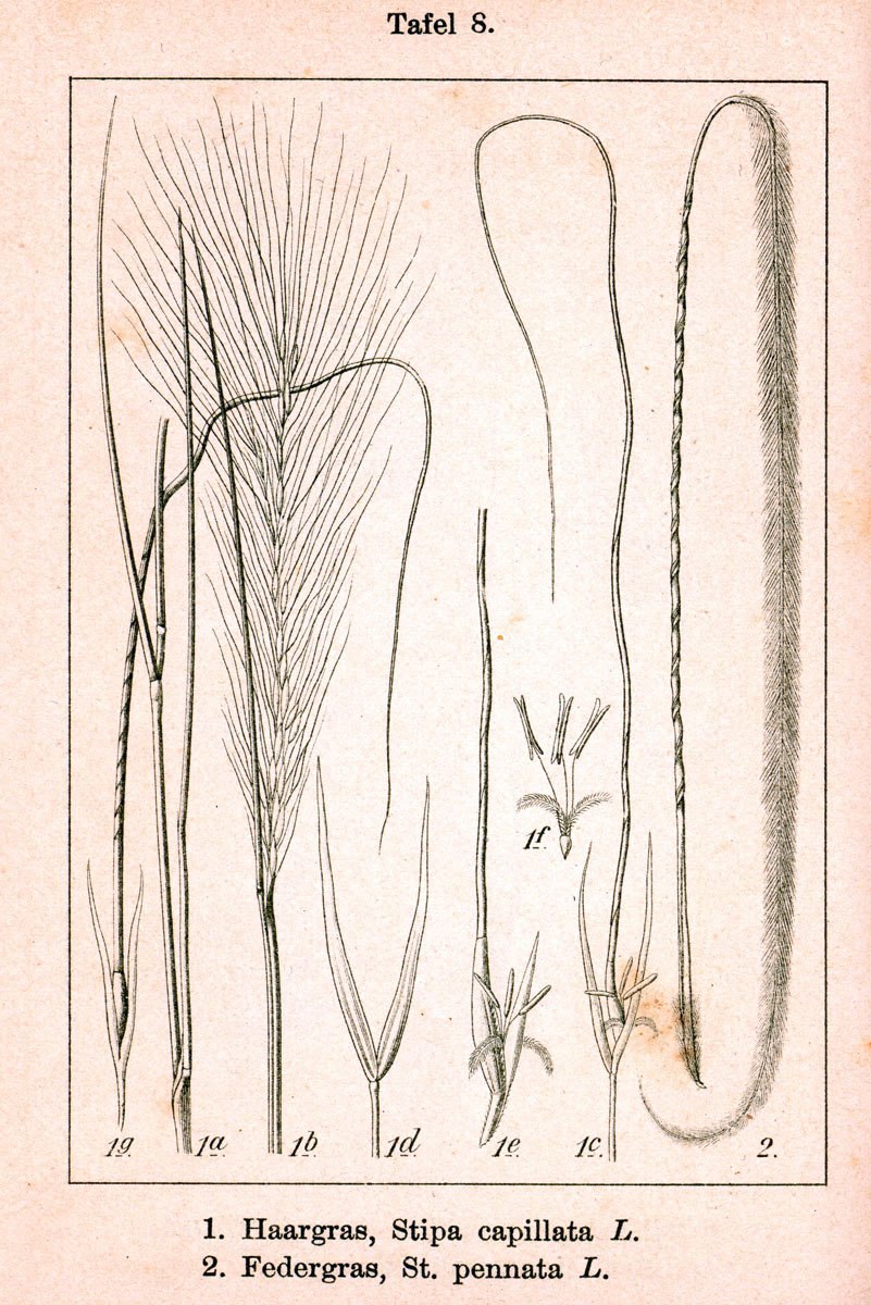 Ковыль перистый формула цветка