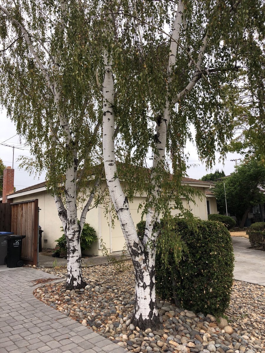 Береза повислая цветение