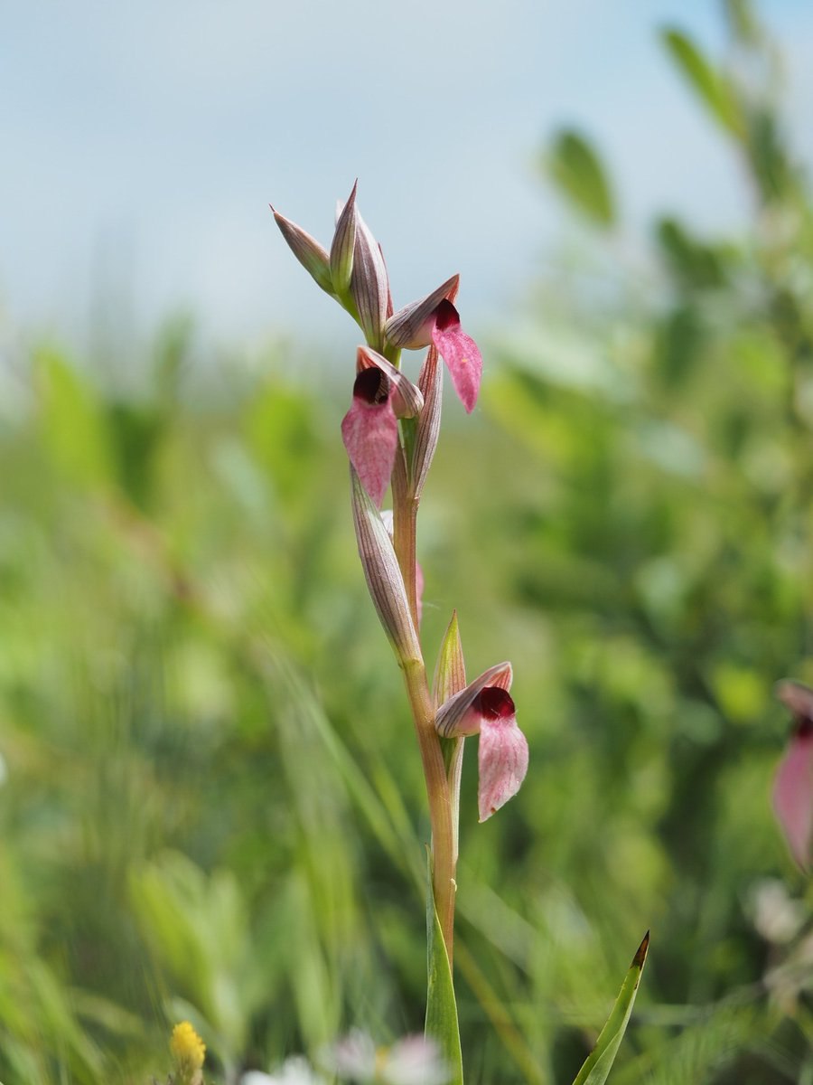 Орхидея серапиас сошниковый