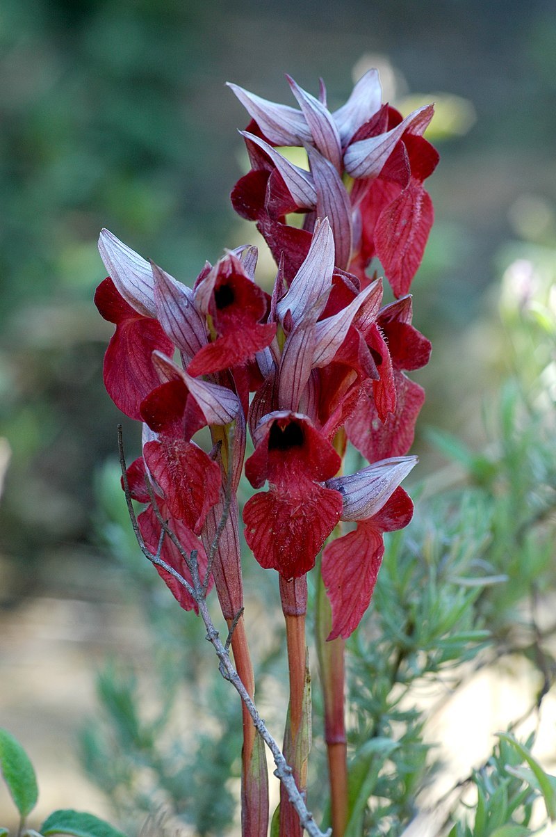 Серапиас сошниковый