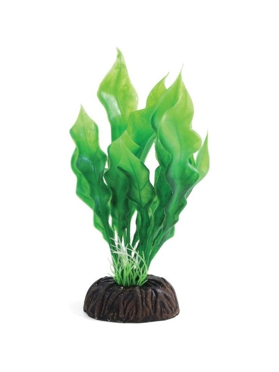 Апоногетон жёстколистный