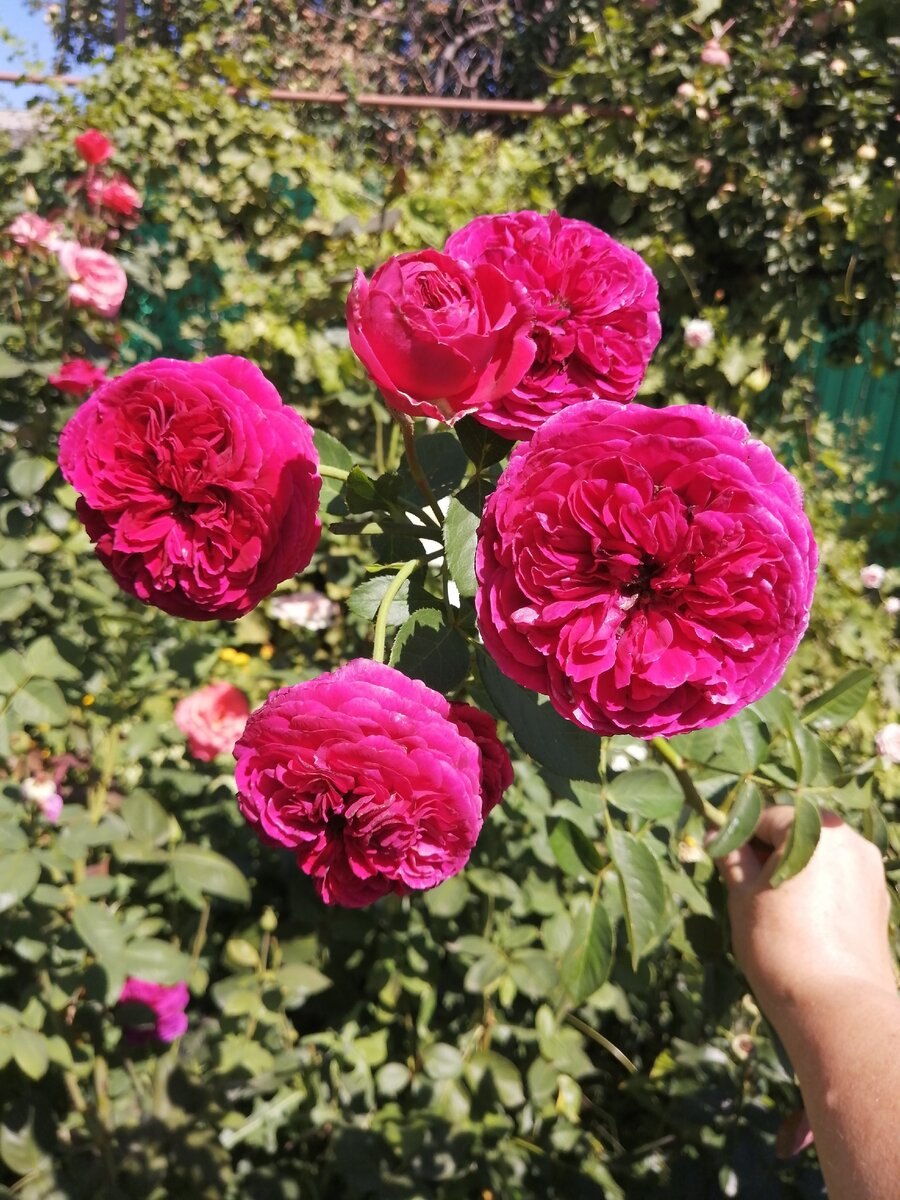 Фальстаф роза Остина