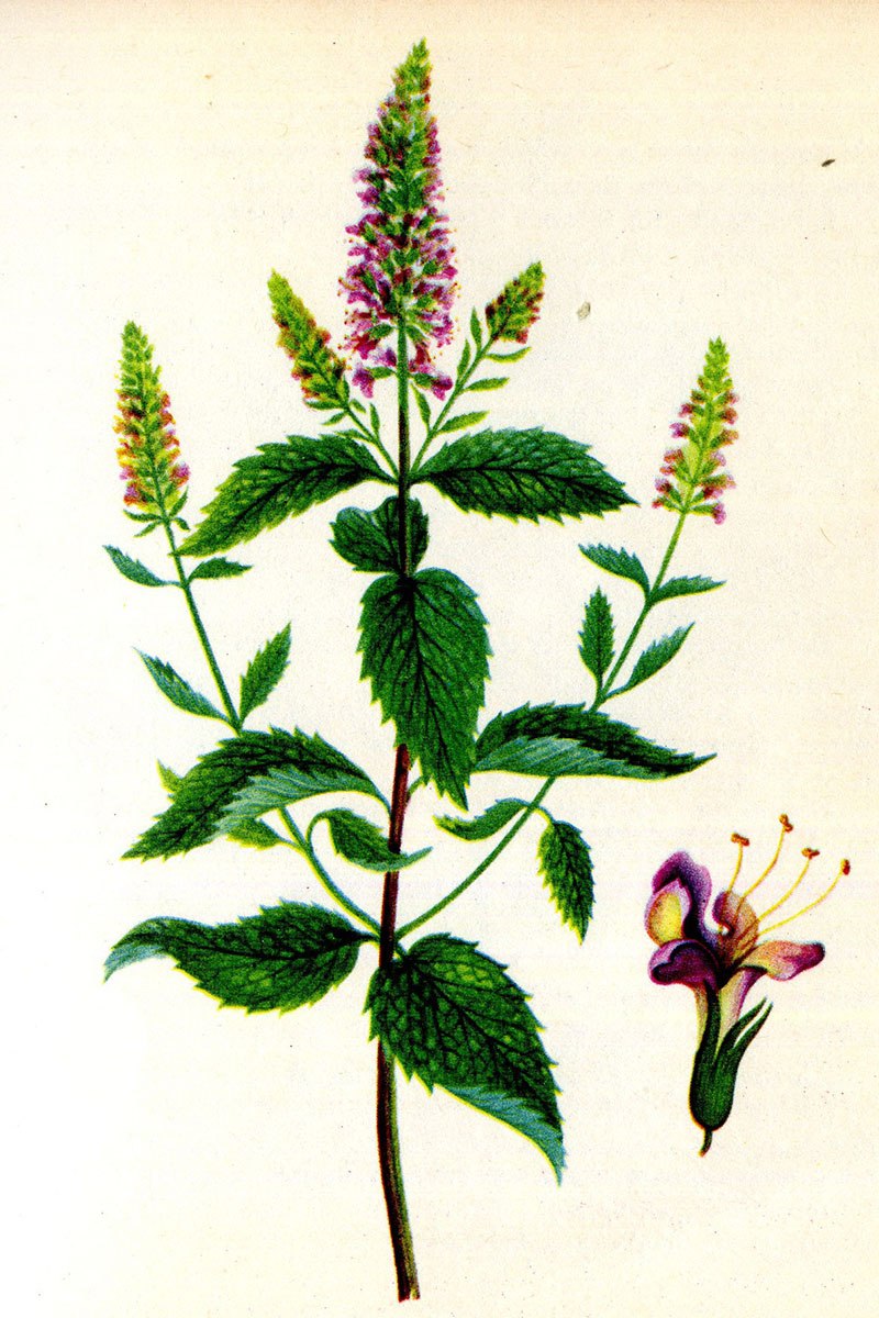 Морозник + мята крапива