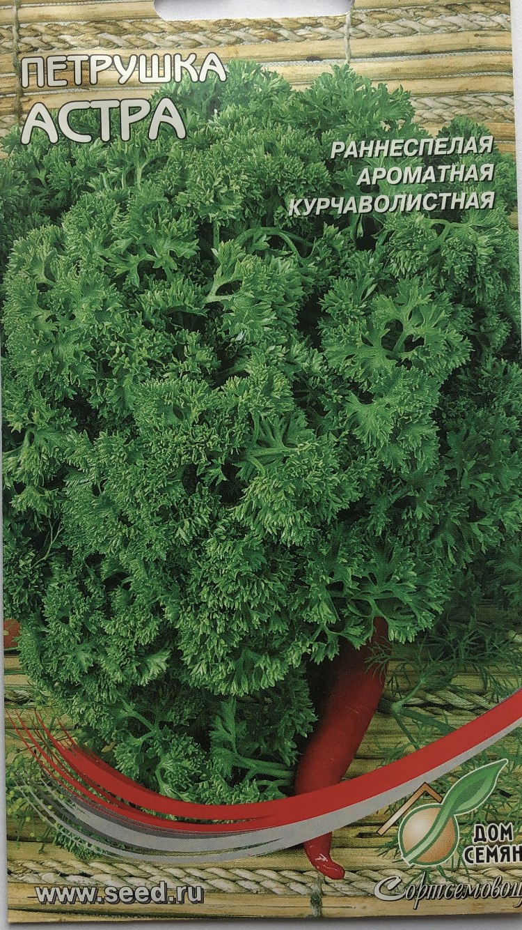 Петрушка курчавая
